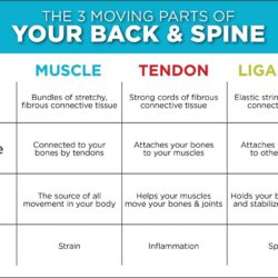 How can stiff and tight muscles result in back pain?